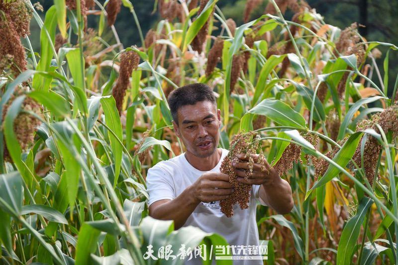 视觉茅台丨处暑：暑气渐消秋意浓 沽酒一杯话秋凉