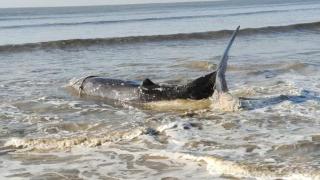 广东阳江：鲸鲨宝宝搁浅沙滩，多名消防员成功救援