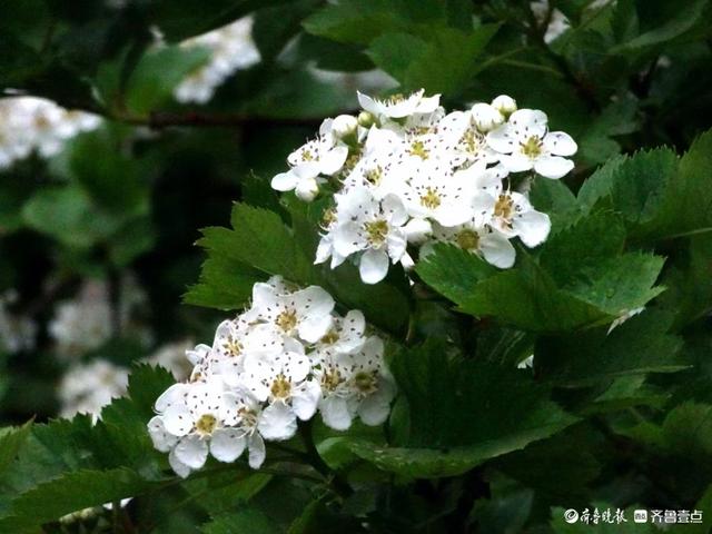 你见过山楂花吗？快来看看