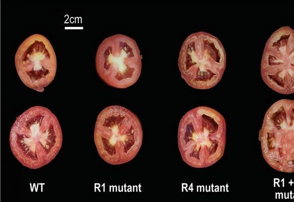 为啥西红柿如今越来越难吃？专家历时四年研究，发现是西红柿变了