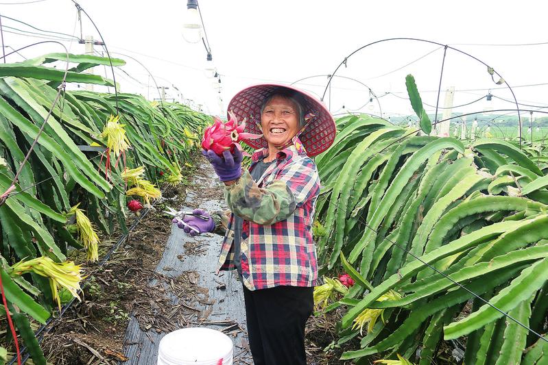 火龙果“红火”上市    铺就“甜蜜”致富路