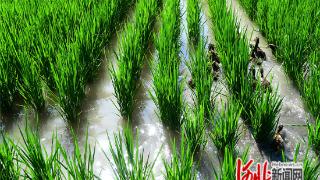 河北怀来：稻田养鸭 助力增收