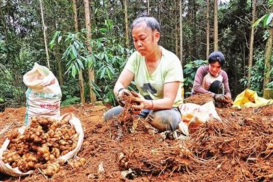 紫荆镇打造林下绿色“聚宝盆”