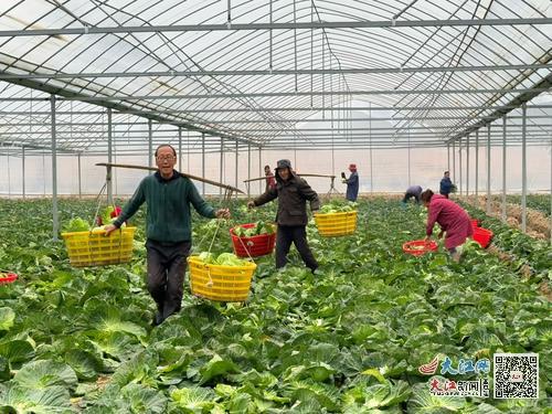 节前蔬菜抢“鲜”上市