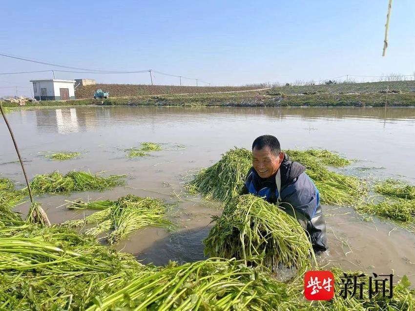 “水中小菜”长成“摇钱大树”！村民在冰冷水中摘水芹，荷包鼓了心头热乎乎