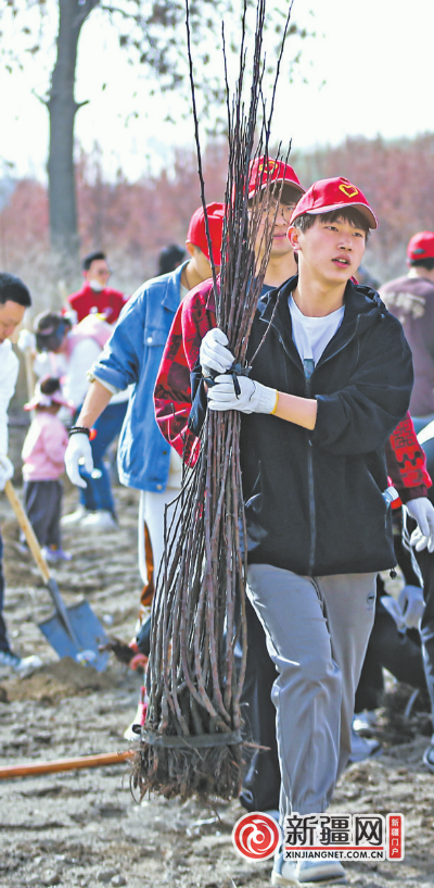 【绿水青山就是金山银山 | 践行绿色发展理念 建设生态美好家园】乌鲁木齐市共青团系统开展义务植树活动 栽植苹果树，不负好春光