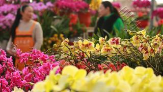 春节将至，泰山花卉市场年宵花俏销