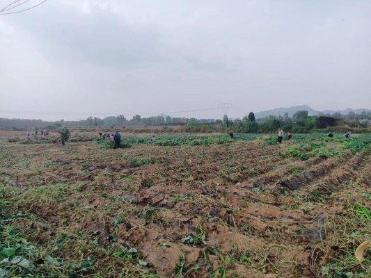 济南市莱芜区寨里镇孔埠村：“薯”你最美 红薯丰收季 村民乐开怀