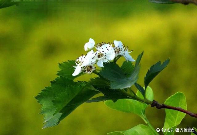 你见过山楂花吗？快来看看