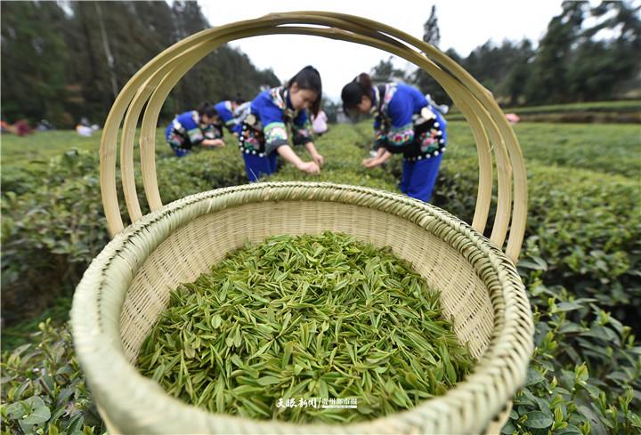 发挥主导产业优势！贵州茶产业深度参与“四在农家·和美乡村”建设