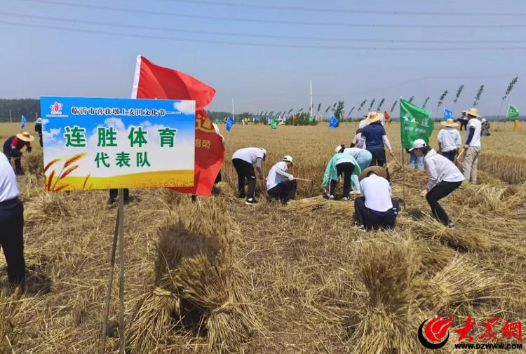 乡村振兴再添力作——临沂沂河新区第一书记“喜获墩上”麦田文化节成功举办