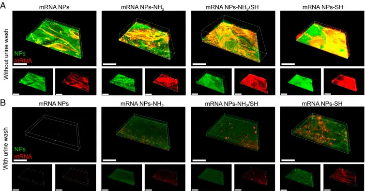 科学家用纳米技术递送生命活动调节指令，开发重大疾病治疗新策略