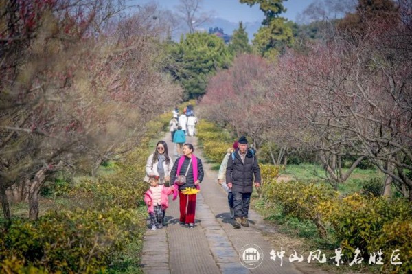 美了！梅花山喜得新花伴新年