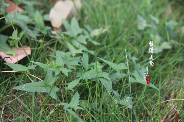 俗称‘打碗花’，又叫‘牙痛草’，胡萝卜素含量高，是白菜的20