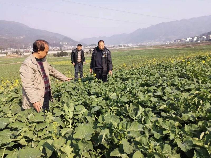 金沙县：多举措推进油菜产业高质量发展