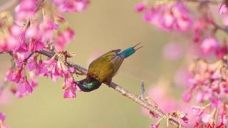 湖南森林植物园“描绘”出动人的春天花鸟图
