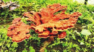 芝草争妍 灵韵流芳