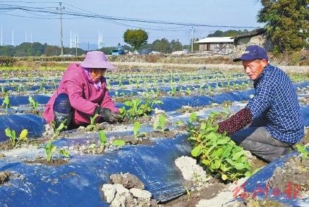 新塘立春抢农时　保障福州“菜篮子”