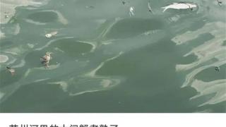 苏州河大闸蟹被“煮熟”？上海水务局：暂未发现