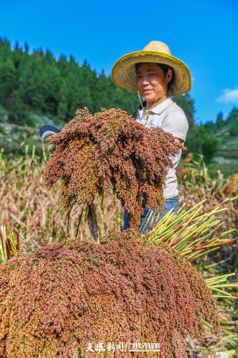 视觉茅台丨处暑：暑气渐消秋意浓 沽酒一杯话秋凉