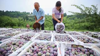 四川遂宁：李子挂枝头 果农喜丰收