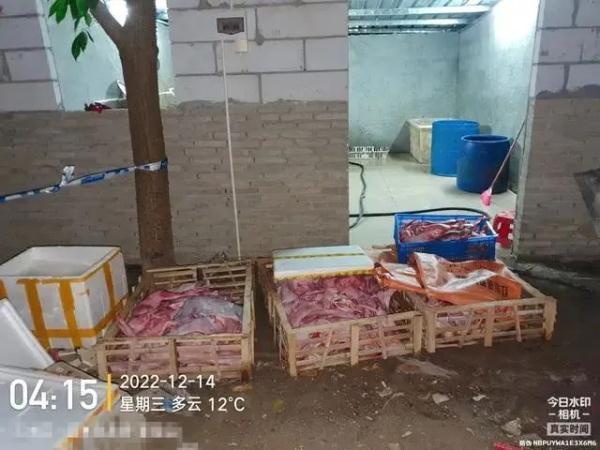 韩佳丽拦下一辆猫车，猫咪被救下