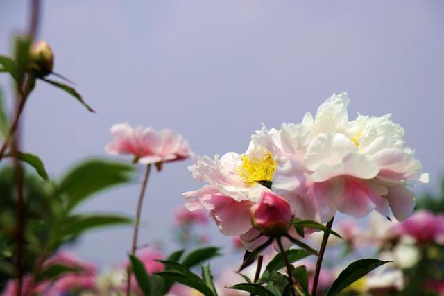 日照山海天旅游度假区东方旸谷芍药花海绽放