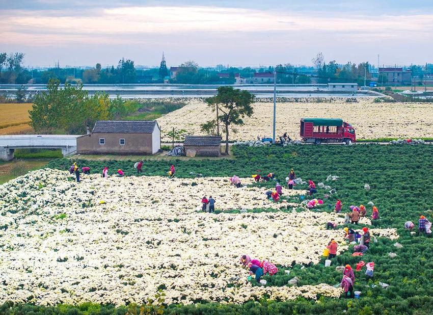 江苏兴化：菊花开出富民路