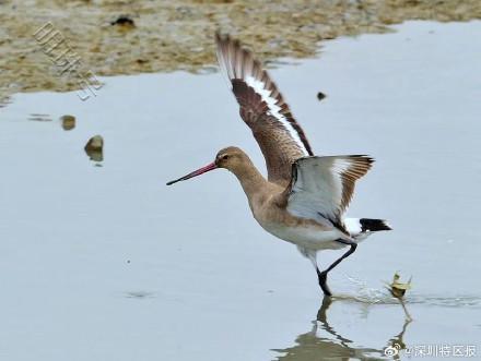 “鸟挤鸟”“排排睡”！深圳湾迎来今年首批南迁候鸟