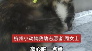 杭州一小区多只猫咪被箭射伤，属地派出所：正在调查核实