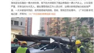 广州海珠区怡乐路一棵大树砸在路边停靠的小汽车上