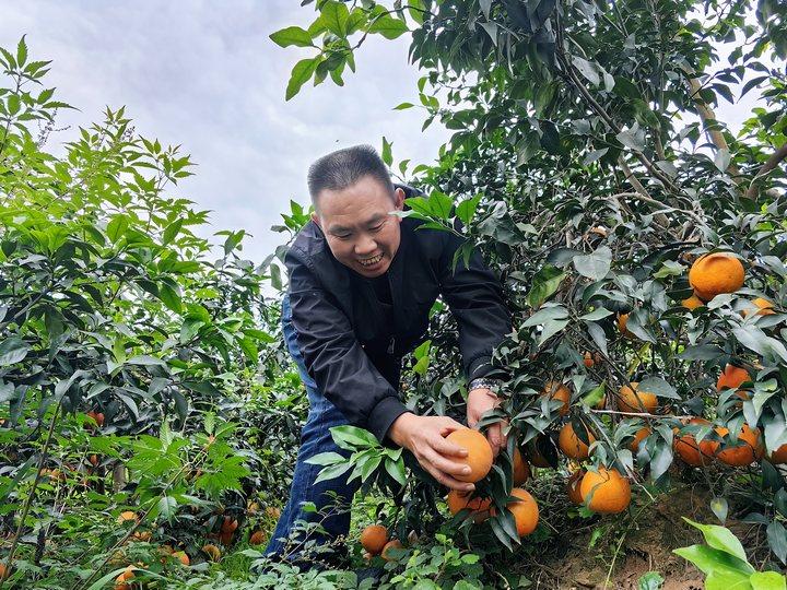 仁怀：柑橘满枝头 采摘乐心头