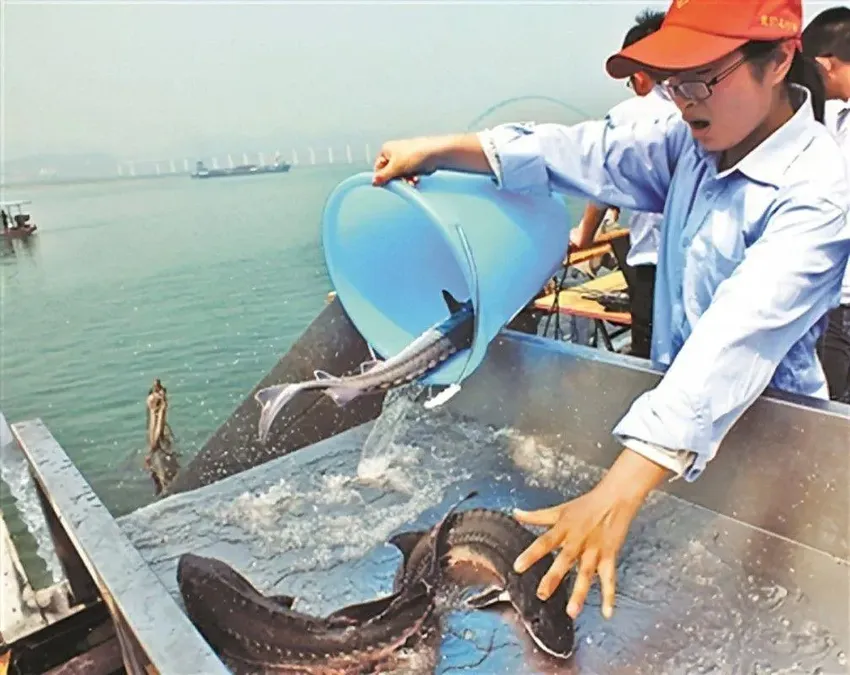 中科院水生所培育出无刺鲫鱼，去除了80余根细刺？原理到底是什么