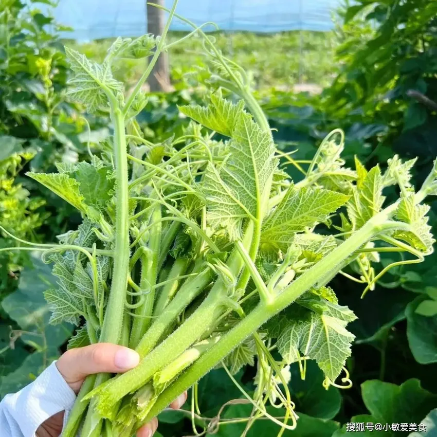 立秋之后，使劲吃这菜，它是养肝高手，一周吃2次，清肝排毒，味道好吃又鲜美