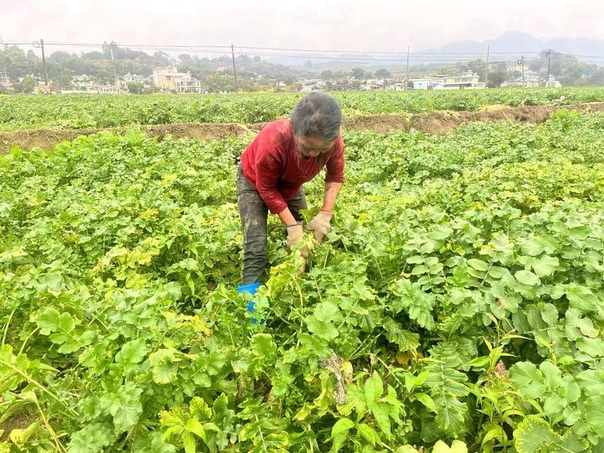 临沧双江：冬早蔬菜采收忙