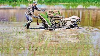 今年贺兰县计划种植水稻6.85万亩