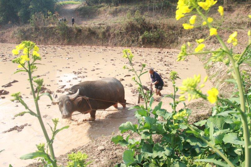 泸州纳溪区：春耕生产掀热潮 筑牢粮食安全网