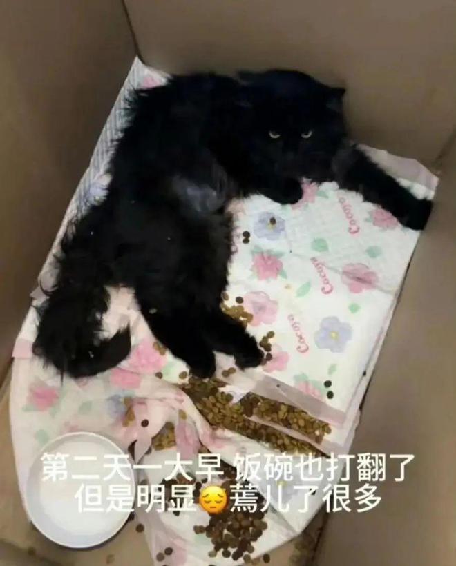 李小璐携女参加堂妹婚礼，把亲子装穿成姐妹装，回程救猫惹争议！