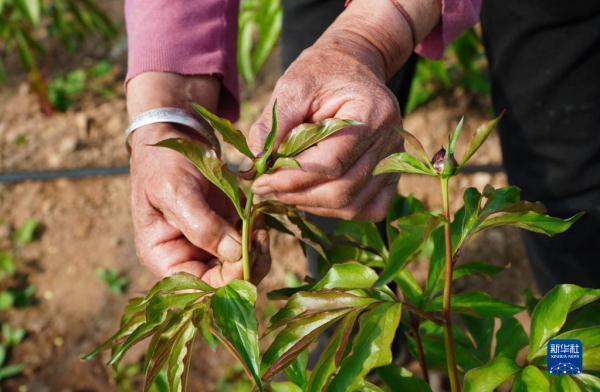 山东菏泽：芍药鲜切花进入花蕾成熟关键期