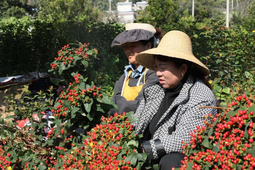 云南临沧永德县：满山火龙珠，火红助增收