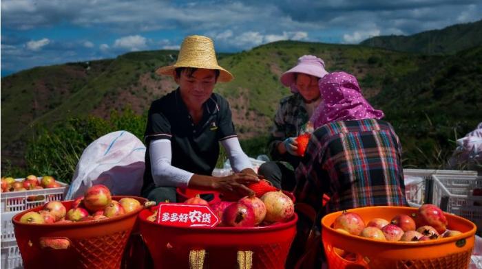 拼多多最新财报：抢占海外消费旺季，助力中国制造加速出海