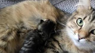 猫妈妈丢了三只小猫，为了救后一只，她带着小猫去求救
