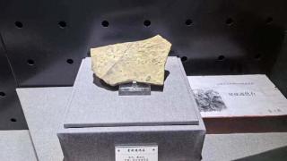 全国唯一一块星状迹化石，就在咱河北！记录下寒武纪动物捕食活动遗迹