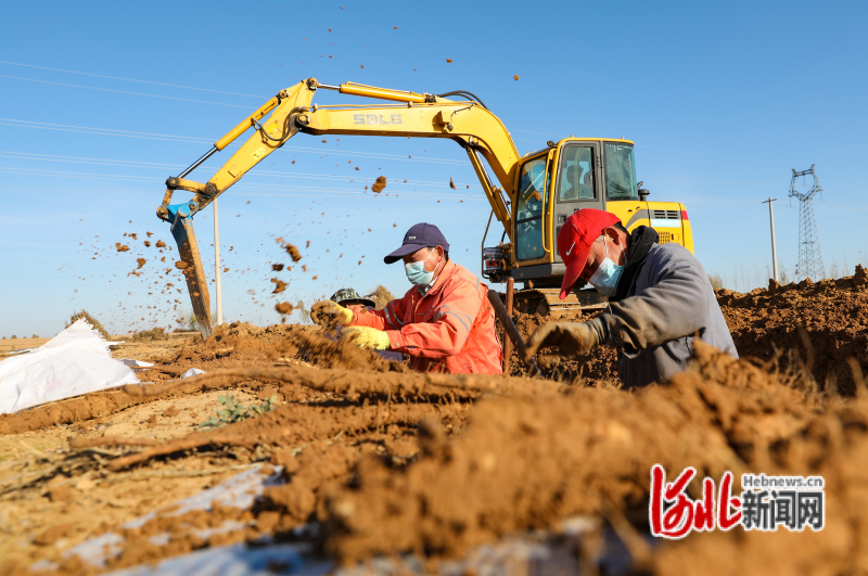 组图｜河北滦南：山药迎丰收