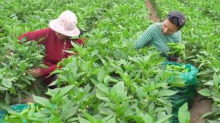乌恰镇：蔬菜种植“良方”助力群众致富增收