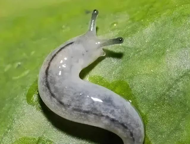 《宝可梦》来源与生态：熔岩虫与熔岩蜗牛，在品种上有很大不同？