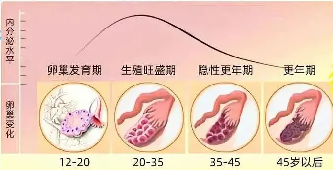 「卵巢早衰」让女性断崖式衰老 ，做6件事延缓进程