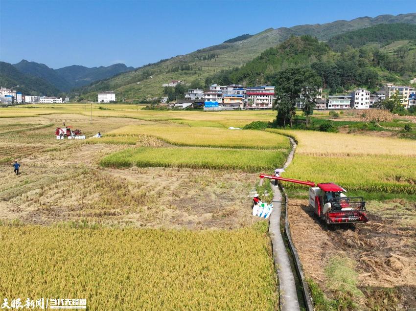 【高质量发展蹲点采访】松桃甘龙镇：水稻获丰收 机械收割忙