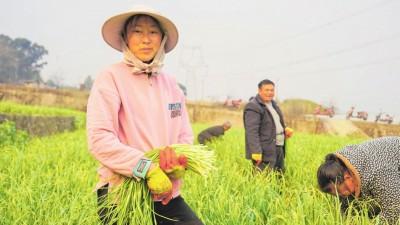 早蒜薹丰产畅销 助菜农增收致富