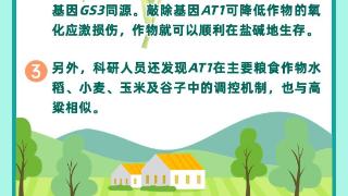 科普图解 | “耐碱密码”被找到，盐碱地有救了